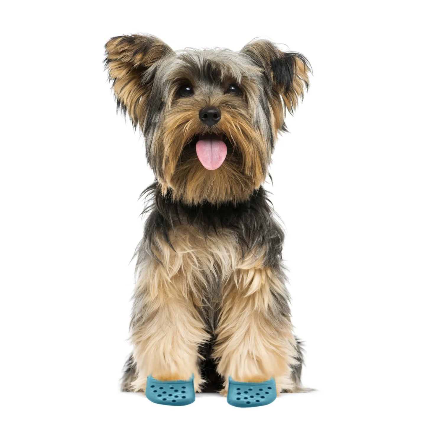 Pet Shoes